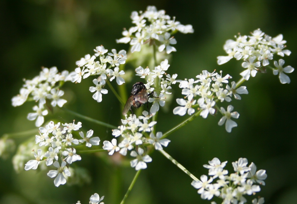 Pagus Soham Cow Parsley