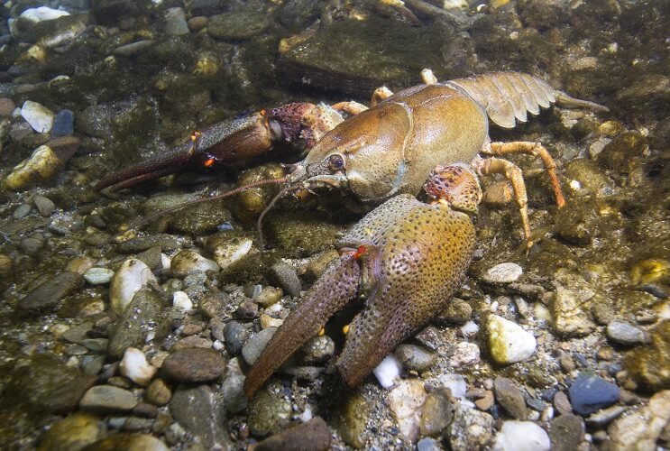 Crayfish Dissection Questions Answers