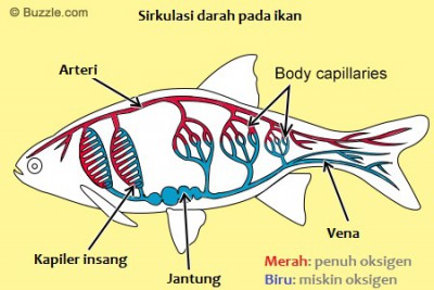 SISTEM PEREDARAN DARAH PADA IKAN ~ MEDIA PENYULUHAN PERIKANAN PATI
