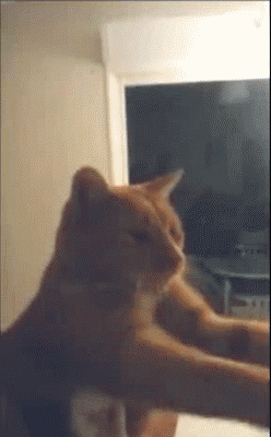 Funny cats - part 83 (40 pics + 10 gifs), cat gifs, cat loves being vacuumed gif