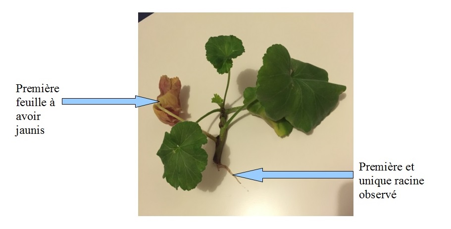 bouture geranium - France news collections