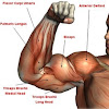 LATIHAN FITNES MEMBENTUK OTOT BICEPS LATIHAN FITNES MEMBENTUK OTOT BICEPS