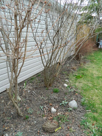 Dorset Park Scarborough back yard garden makeover before by Paul Jung Gardening Services Toronto