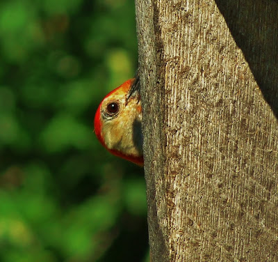 Adult Red Bellied Woodpecker