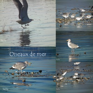 Oiseaux de mer St Nic -Pentrez