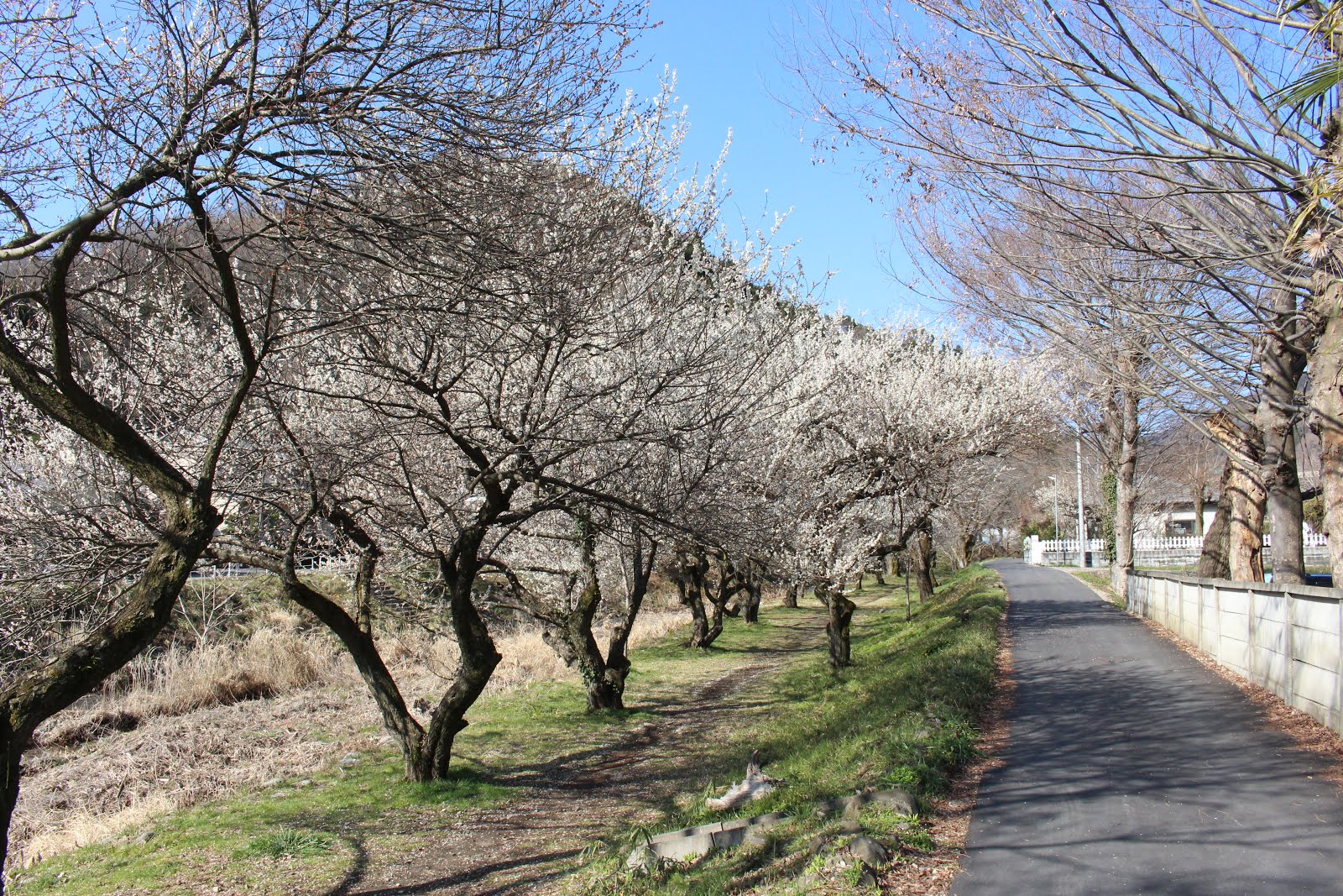 3 12 梅まつり後の高尾梅郷 遊歩道梅林 関所梅林 木下沢梅林 小仏