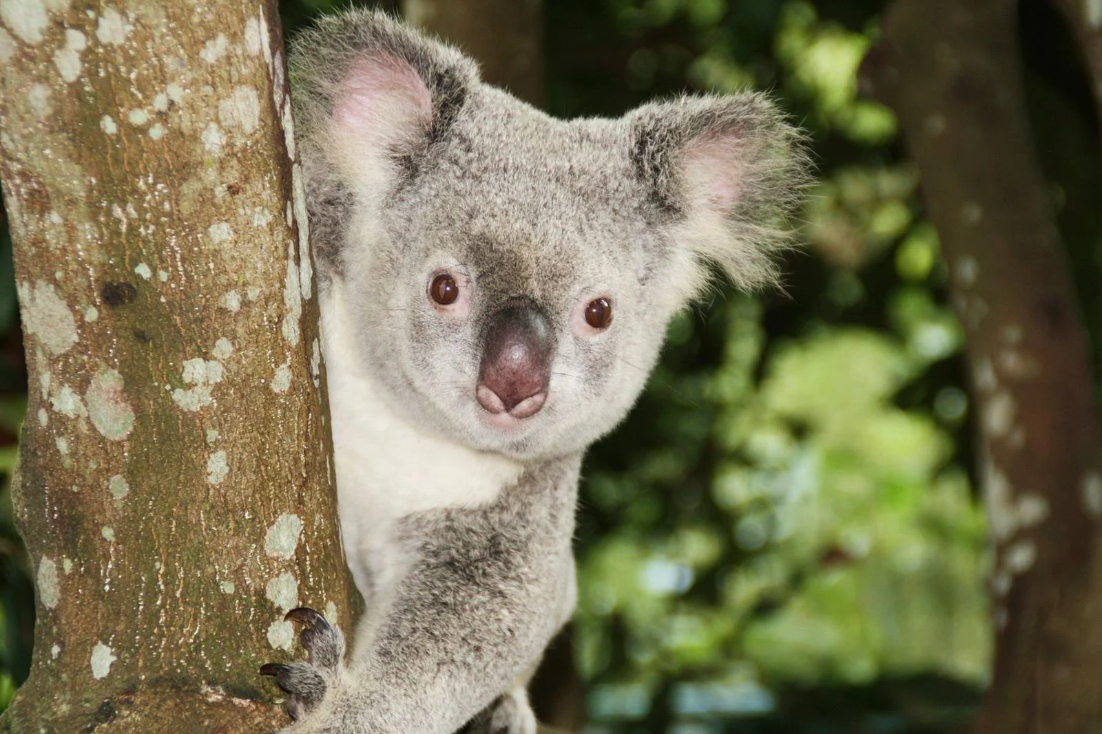 澳洲-昆士蘭-布里斯本-黃金海岸-動物園-龍柏動物園-Lone-Pine-Koala-Sanctuary-可倫賓-庫倫賓野生動物保護區-Currumbin-Wildlife-Sanctuary-澳洲動物園-推薦-必玩-必去-自由行-景點-旅遊-Australia-Zoo