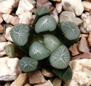 Haworthia maughanii - 