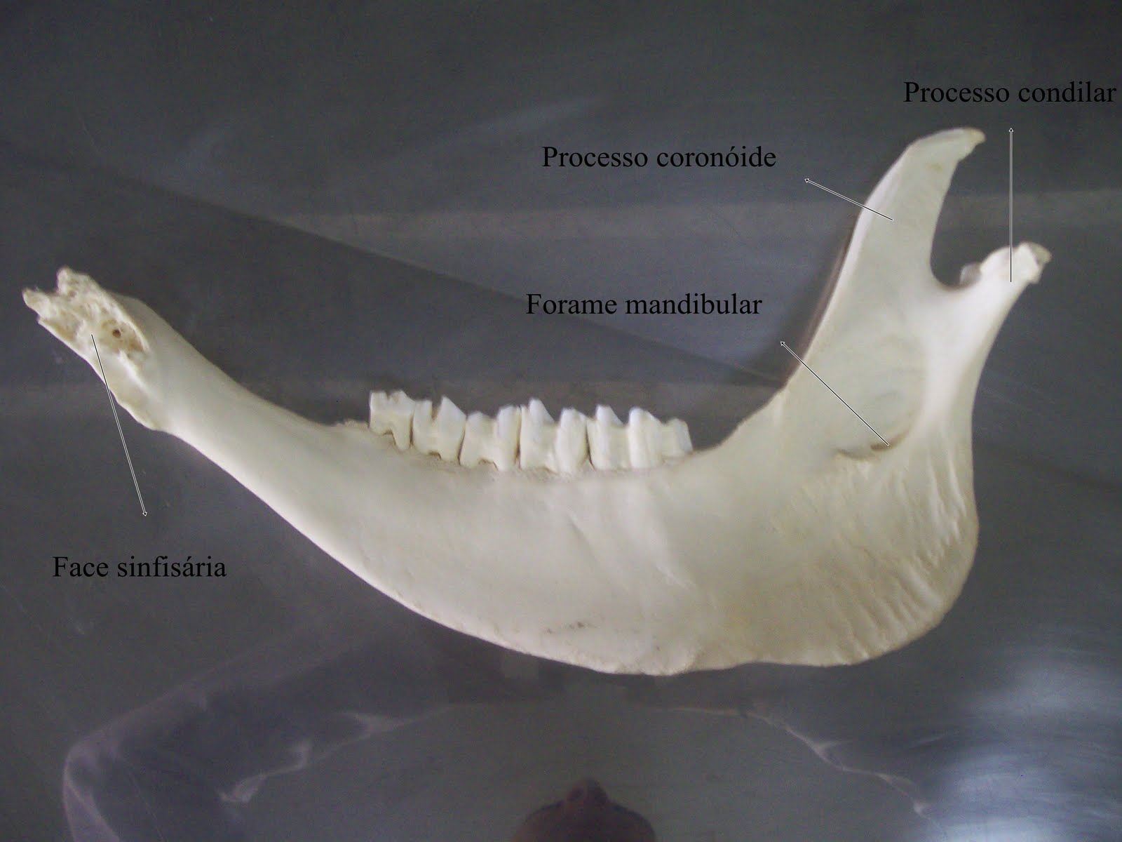 Anatomia Veterinária | Medicina Veterinária - Facisa