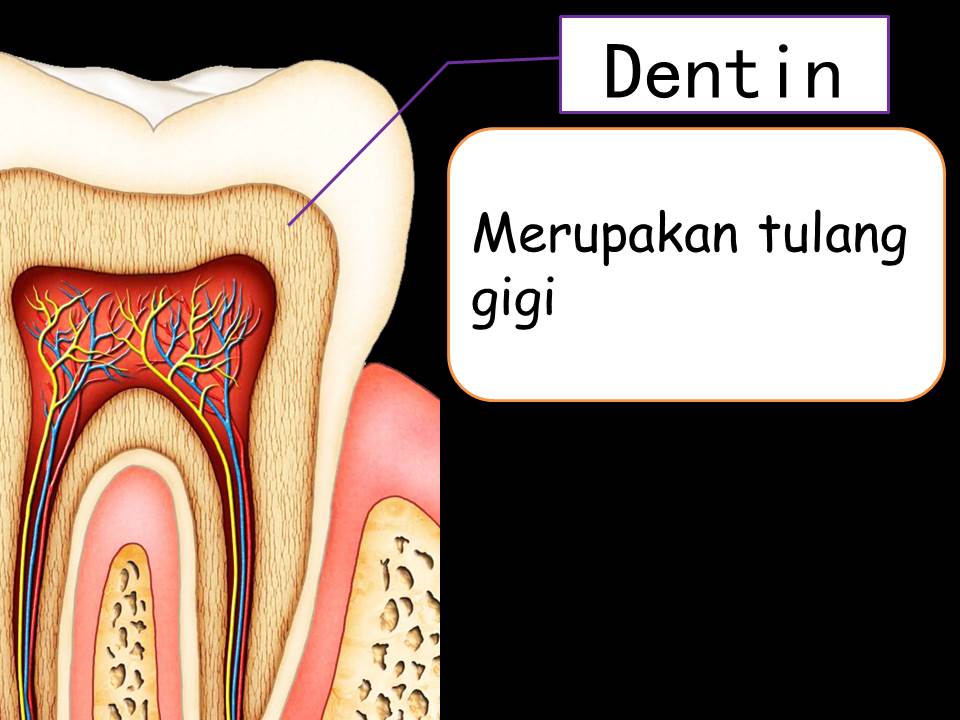 Sains
