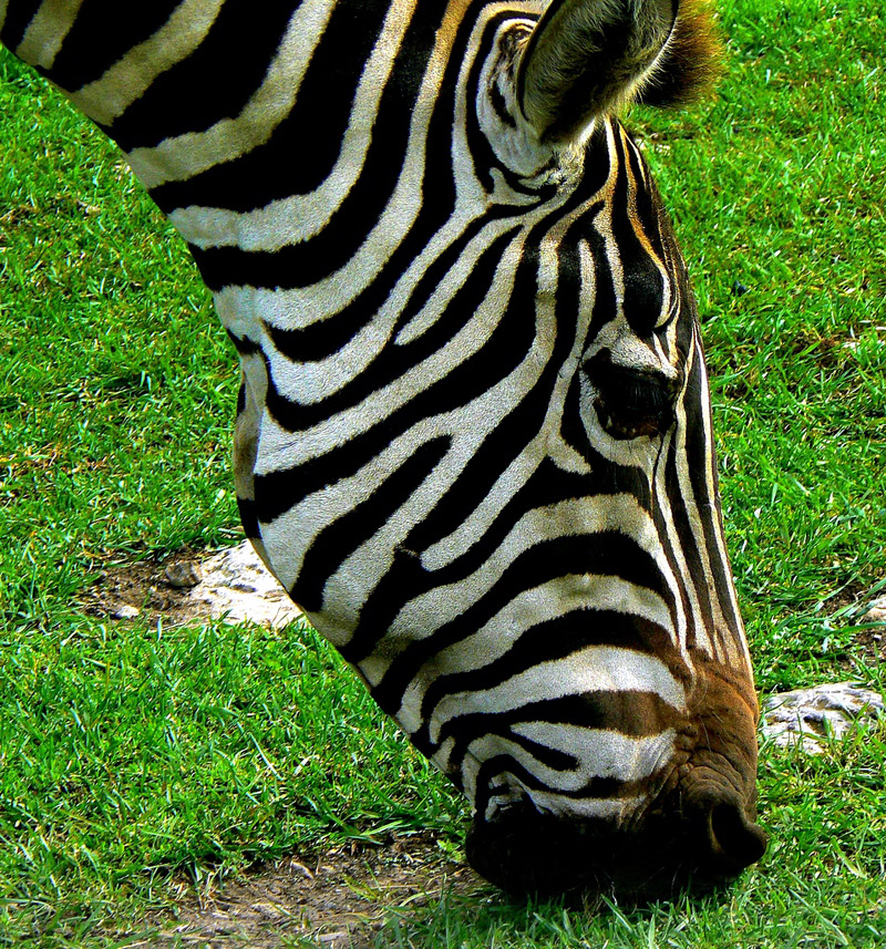 The Scarperer Zebra stripes may have evolved to keep biting flies at