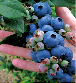 Blueberries are the number one, most powerful source of antioxidants