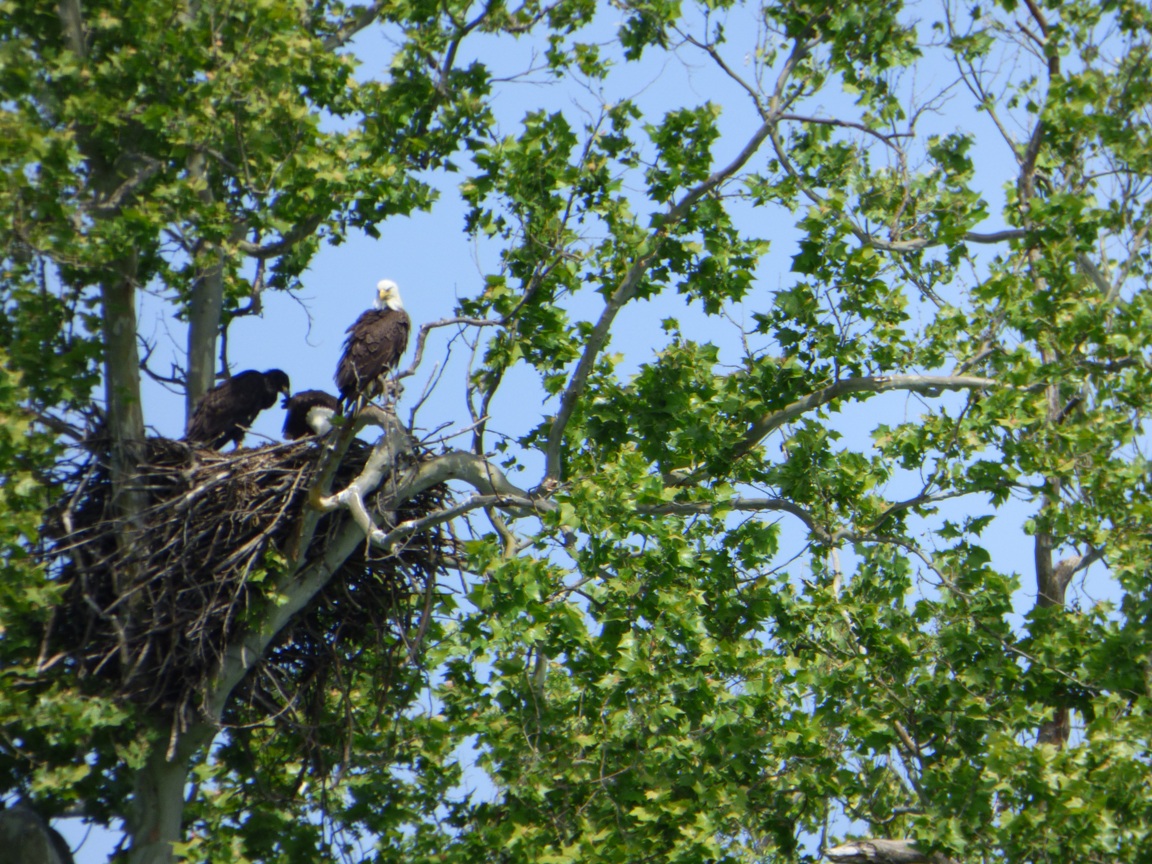 Geotripper's California Birds: Bald Eagles Nesting Near St. Louis