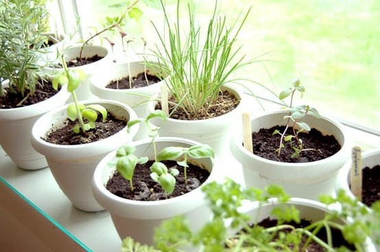 Como criar em sua casa ou apartamento uma pequena horta de temperos