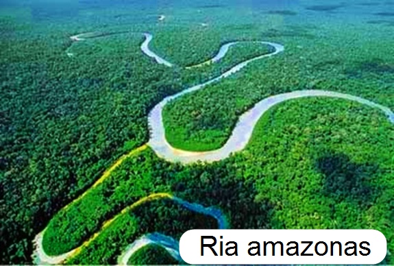 Complementos de sala Floresta amazonica Rio Amazonas