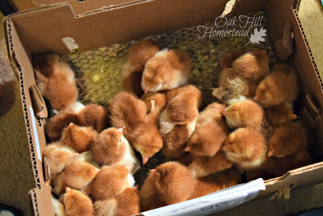 The first 24 hours of your chicks' lives are critically important. Here's how to care for them.