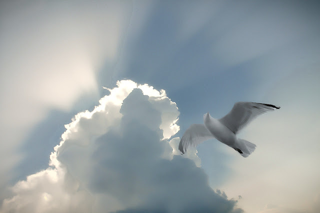 El vuelo de una gaviota en lo alto de un hermoso cielo.