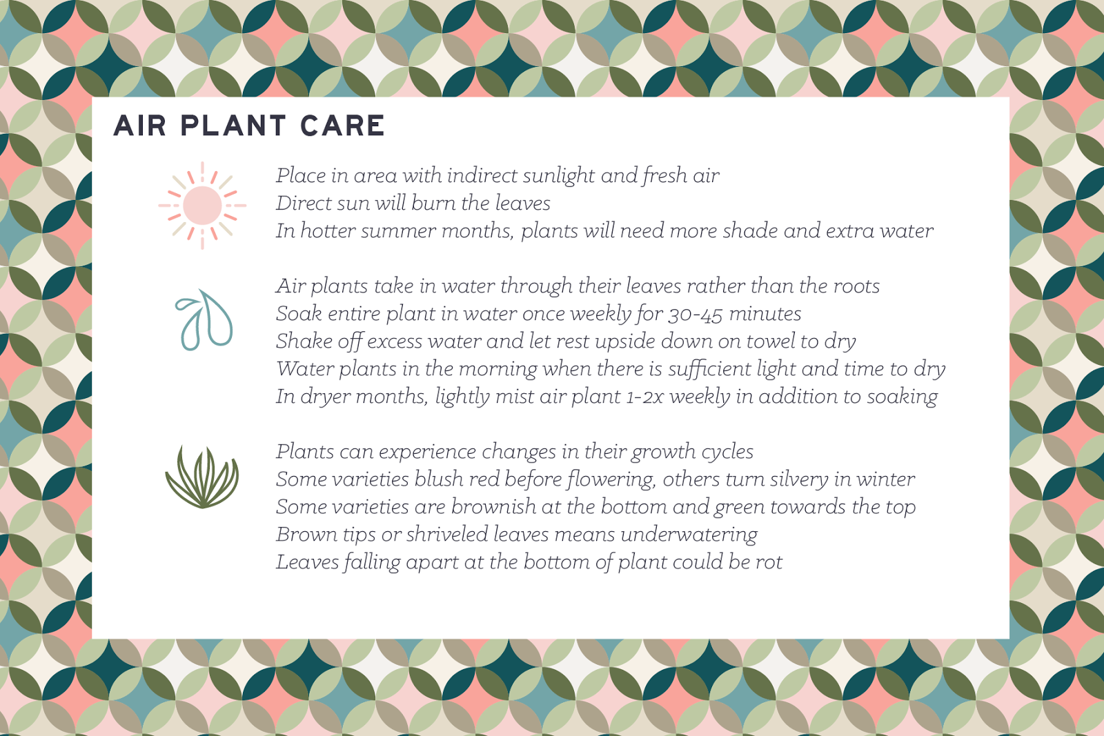 Air Plant Care Instructions Printable Printable Templates Air Plant Care Instructions Printable Printable Templates