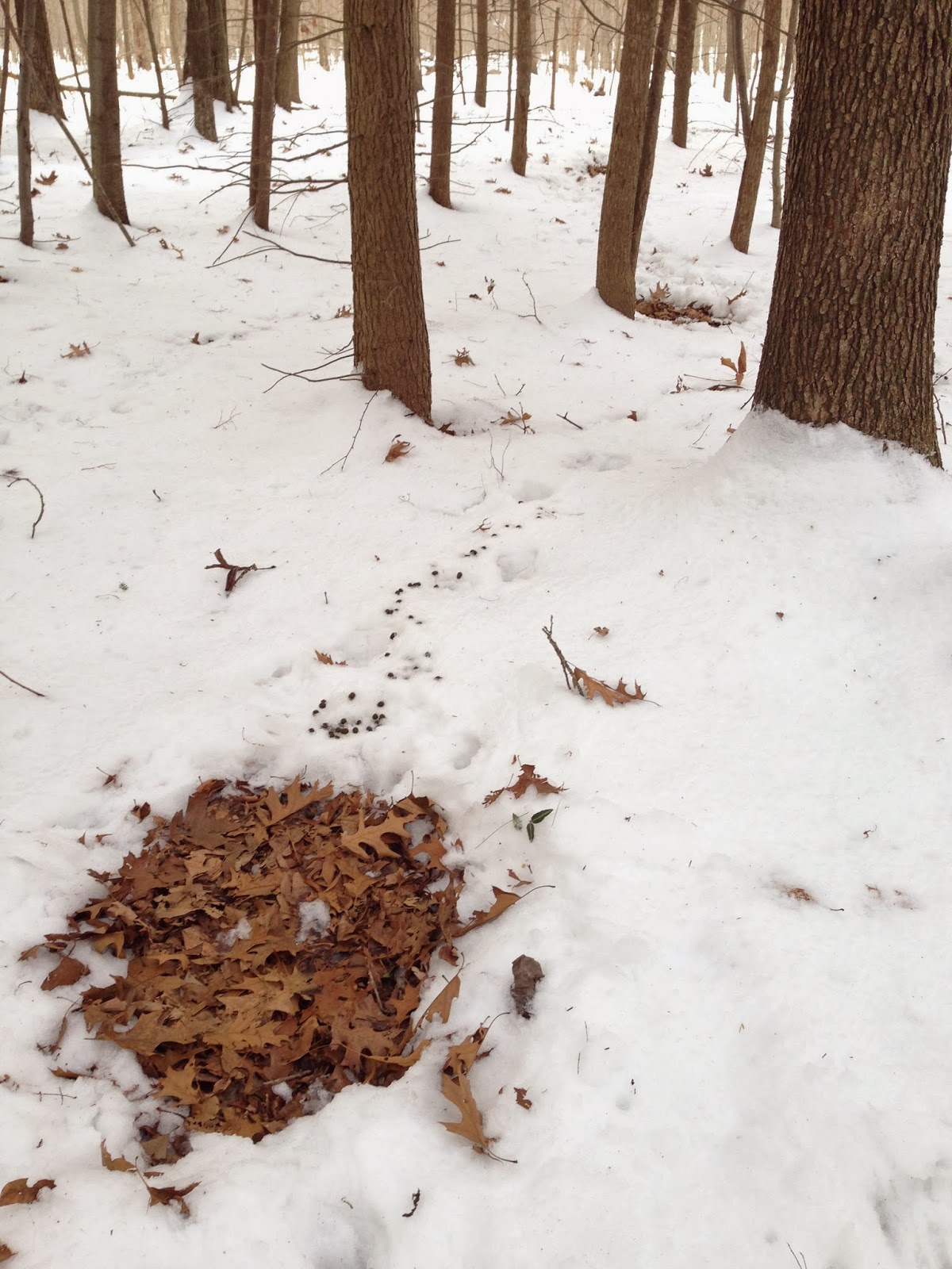 A Life Inspired by Nature Snow Tracks