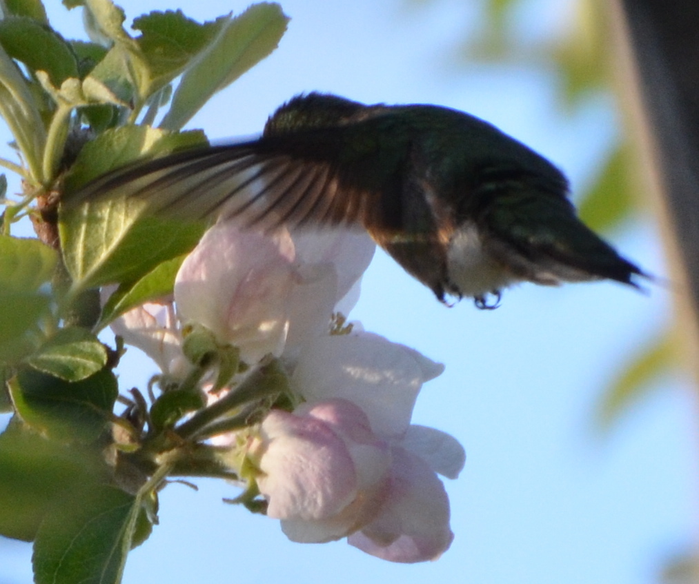Flower Hill Farm Gardening For Wildlife A New Blog and A New Bird In