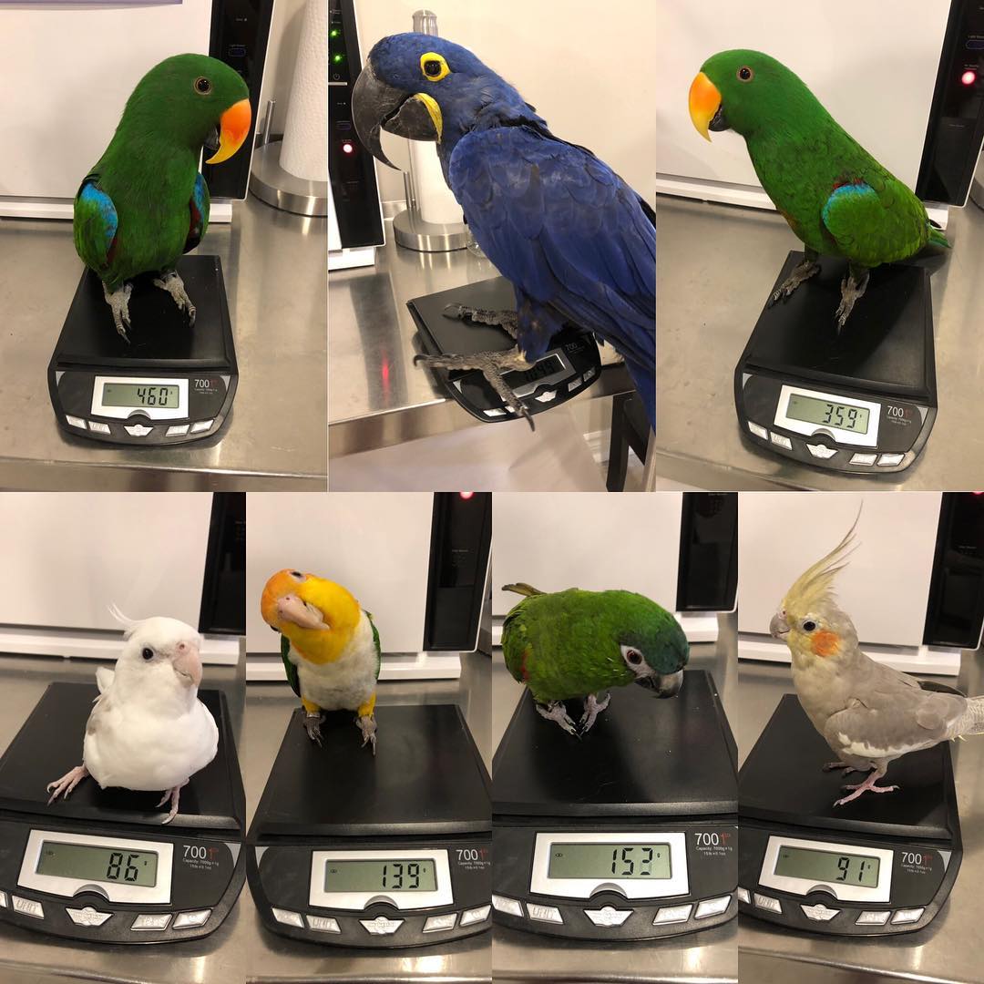 Bird's Farm Online BUY PARROTS ONLINE BUY BIRDS ONLINE