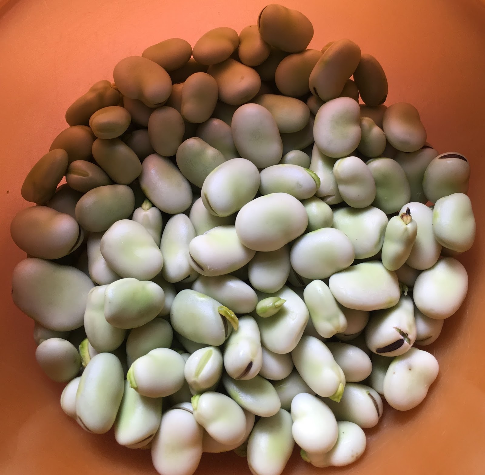 Featured image of post Simple Way to How To Blanch Broad Beans For Freezing