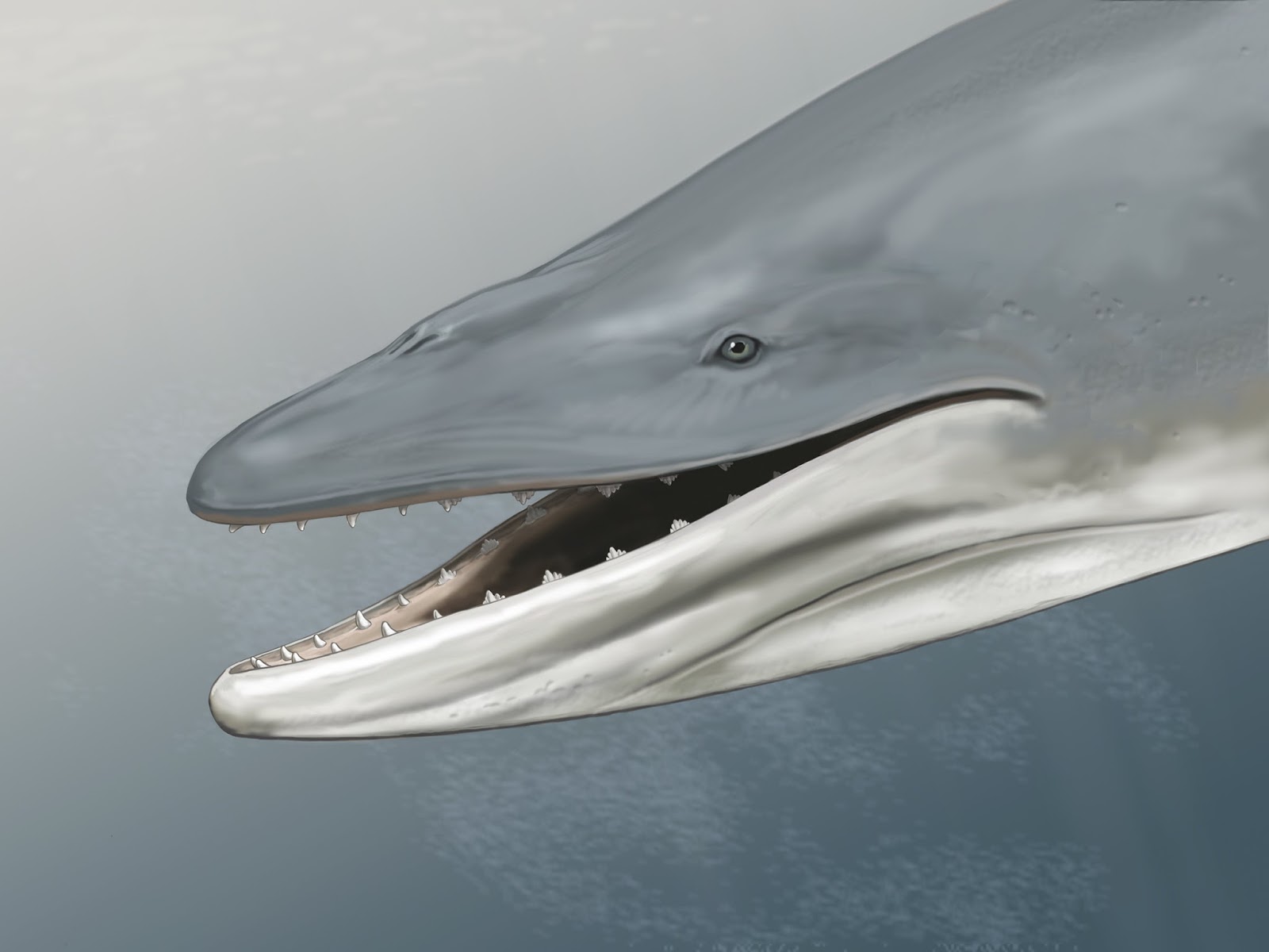 이빨이 있는 수염고래의 조상