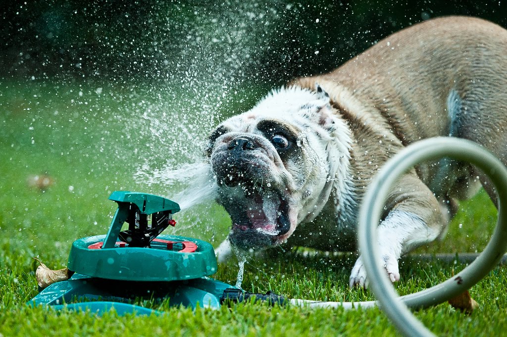 32 Dogs play in sprinklers (32 pics) Amazing Creatures