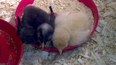 Barred Rock Cochin and Buff Orpington Chick