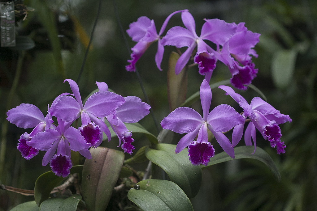 Cattleya jenmanii orchid plant care and culture Travaldo's blog