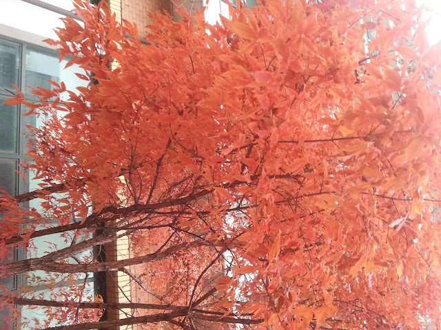 Orange leaves at Seoul National University, Seoul