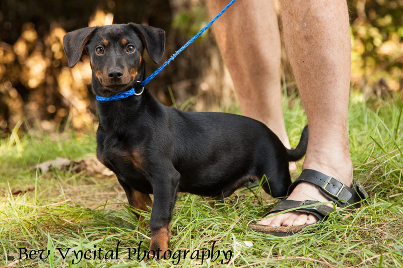 Bev Vycital Photography Adoptable pets at Habersham Animal Shelter
