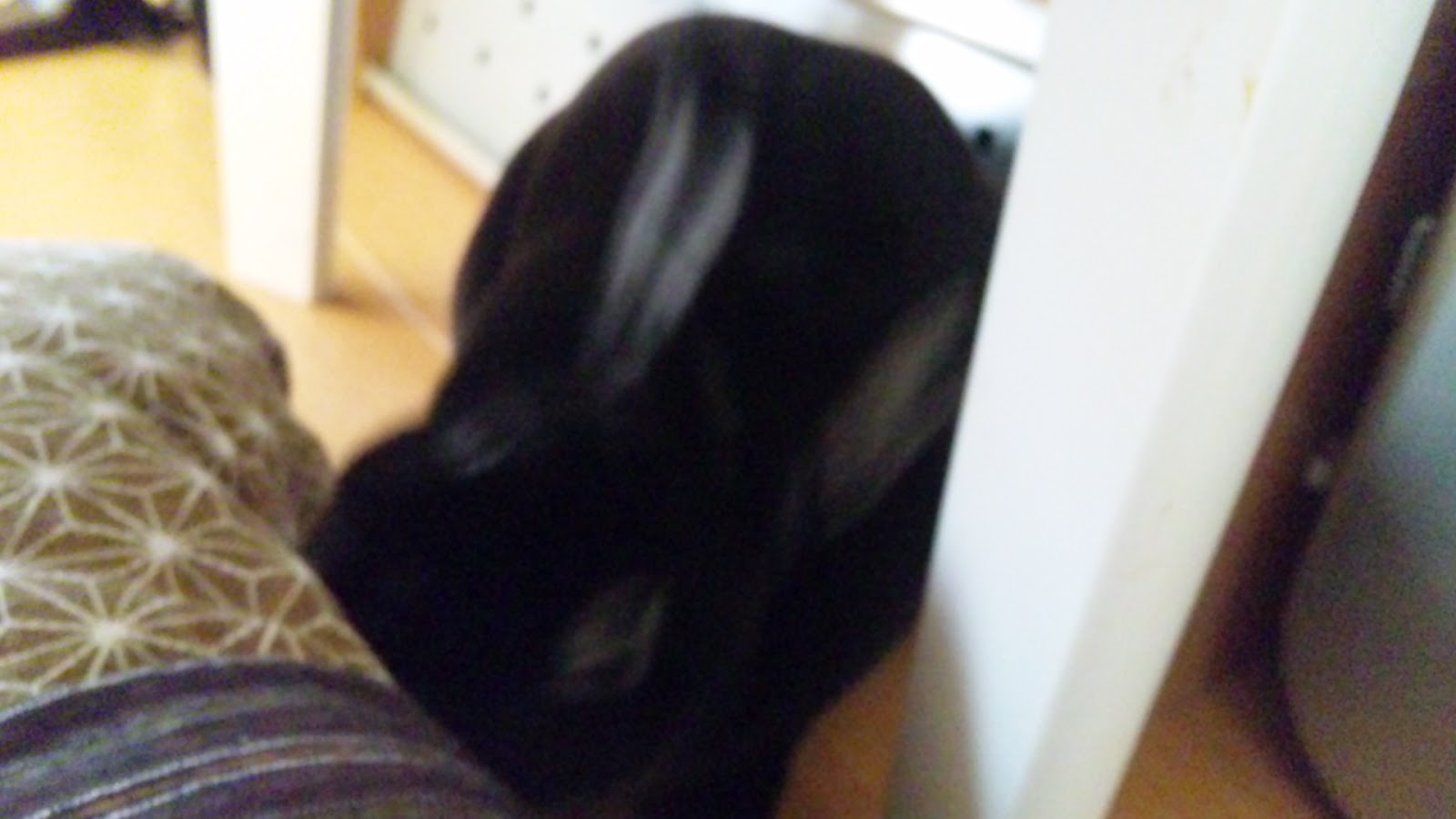 うさぎドロップキック低空式 モモタスのこだわり