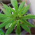 How To Grow Cannabis Plants At Home