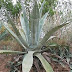 agave du mexique