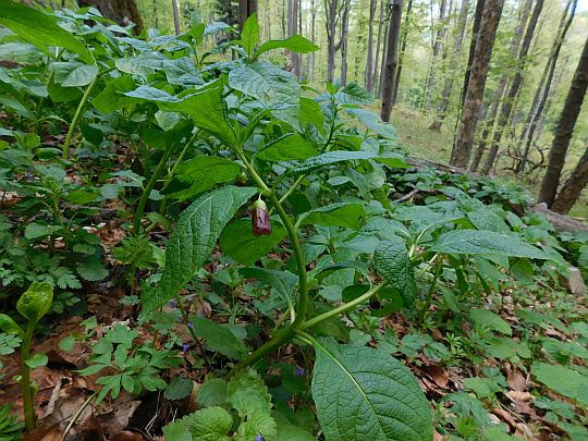 Lulecznica kraińska (Scopolia carniolica). Lulecznica kraińska (Scopolia carniolica).