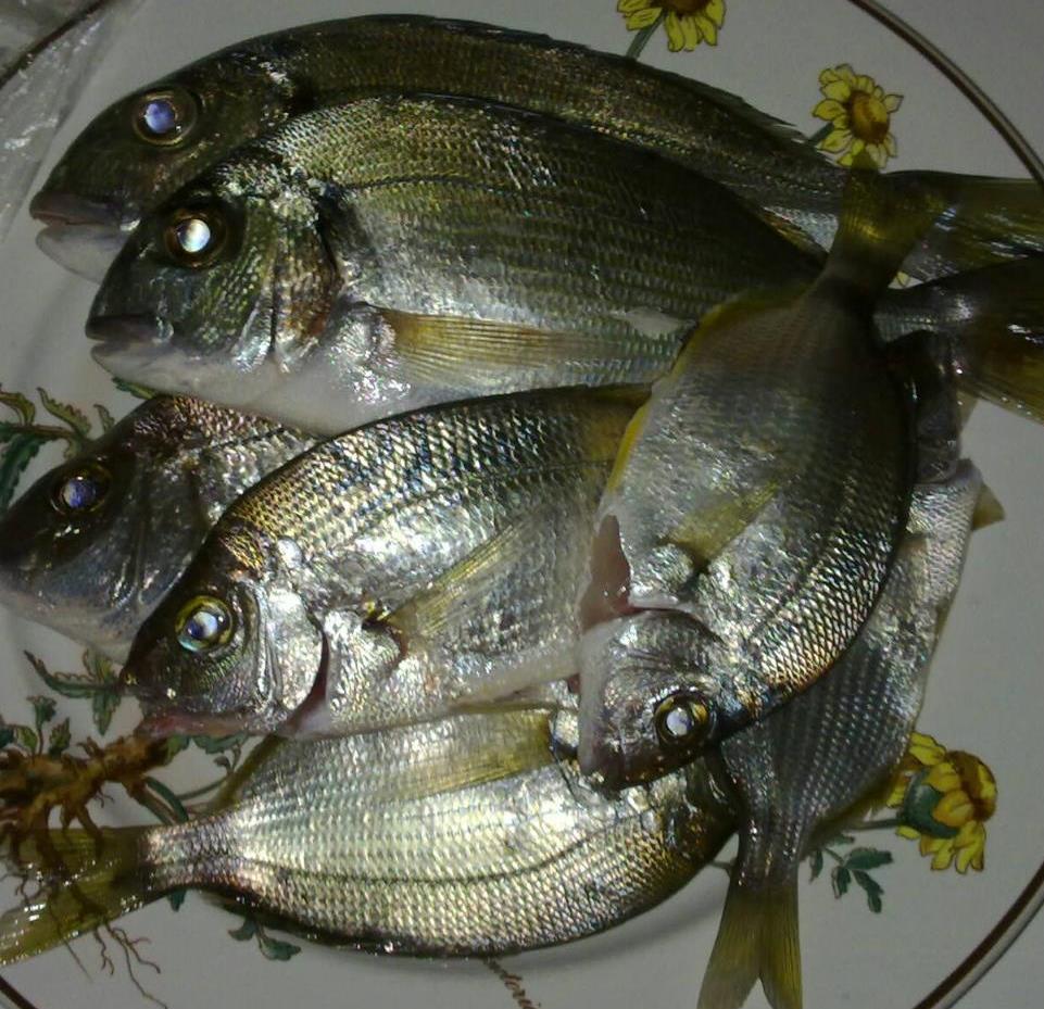 PESCA DAL PORTO: Pescare A Legering Con Il Coreano