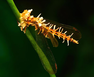 Dragonfly with a Cordyceps problem Orange dragonfly sitting on a branch with white spikes protruding all over his body