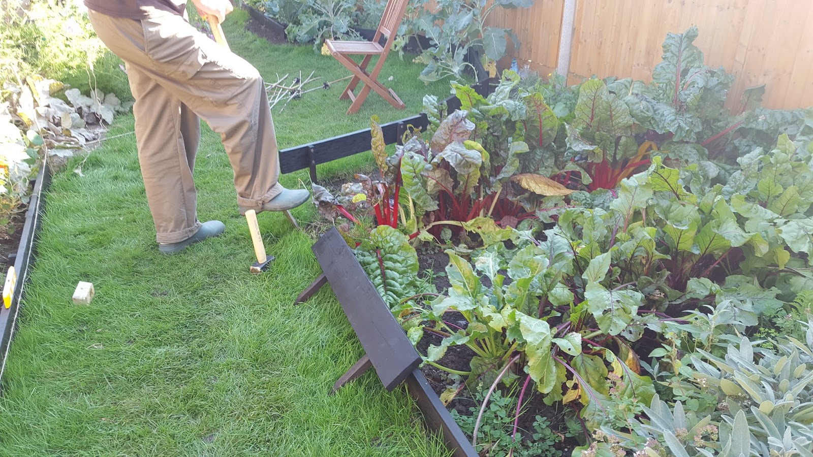 Veg patch from scratch Edging made from decking boards