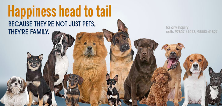 American Bully In Chandigarh And Jalandhar Star Dog World Buy Dogs And Puppies In Jalandhar Ludhiana Amritsar Mohali And Chandigarh