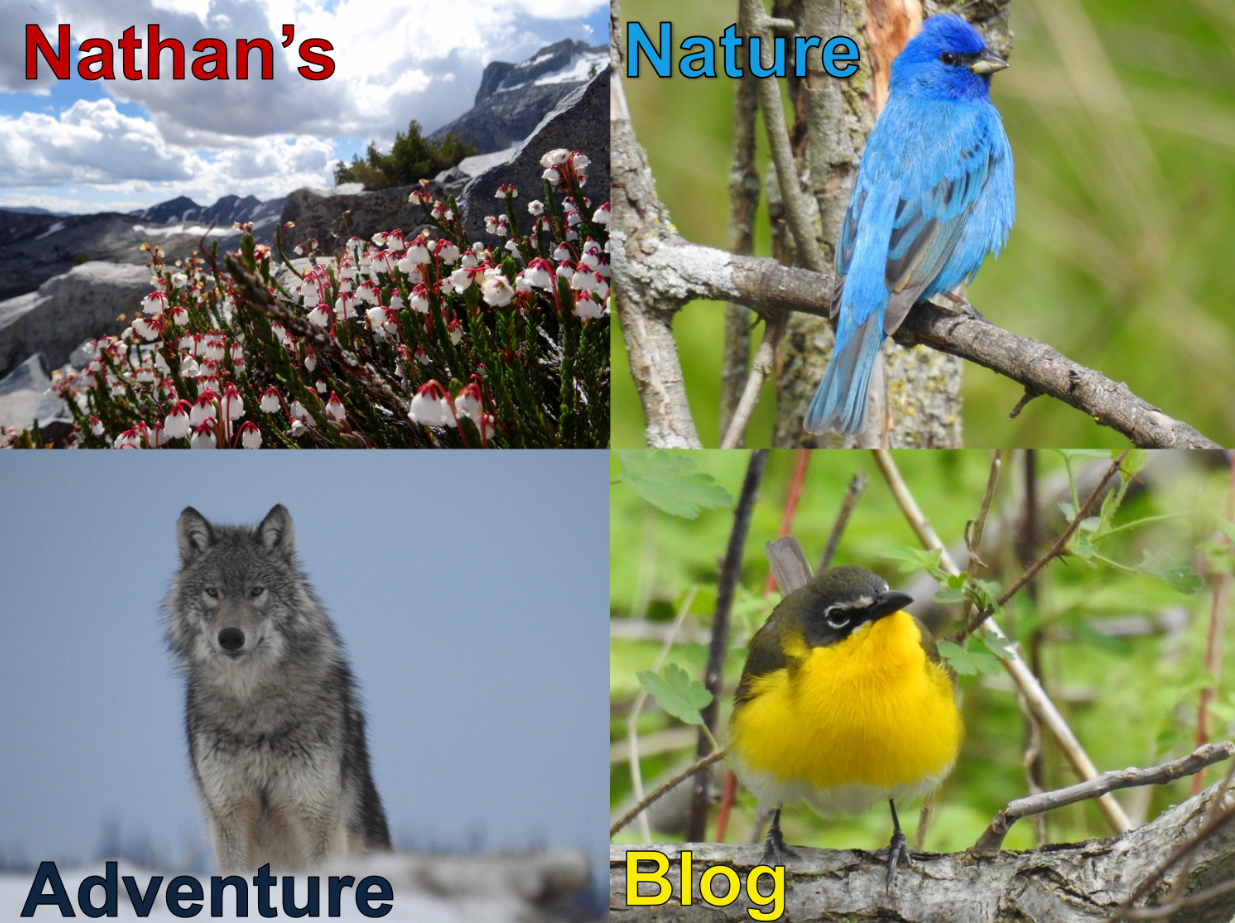 Nathan's Nature Adventure Blog