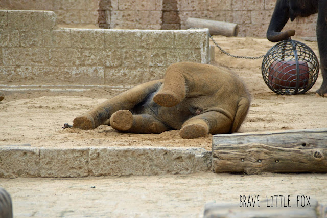 Elefanten Erlebnis-Zoo Hannover
