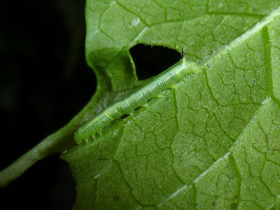 Agrius convolvuli caterpillar Agrius convolvuli caterpillar