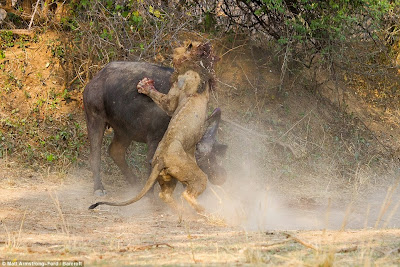 Gory Pictures: Rumble In The Jungle Lion Vs Buffalo