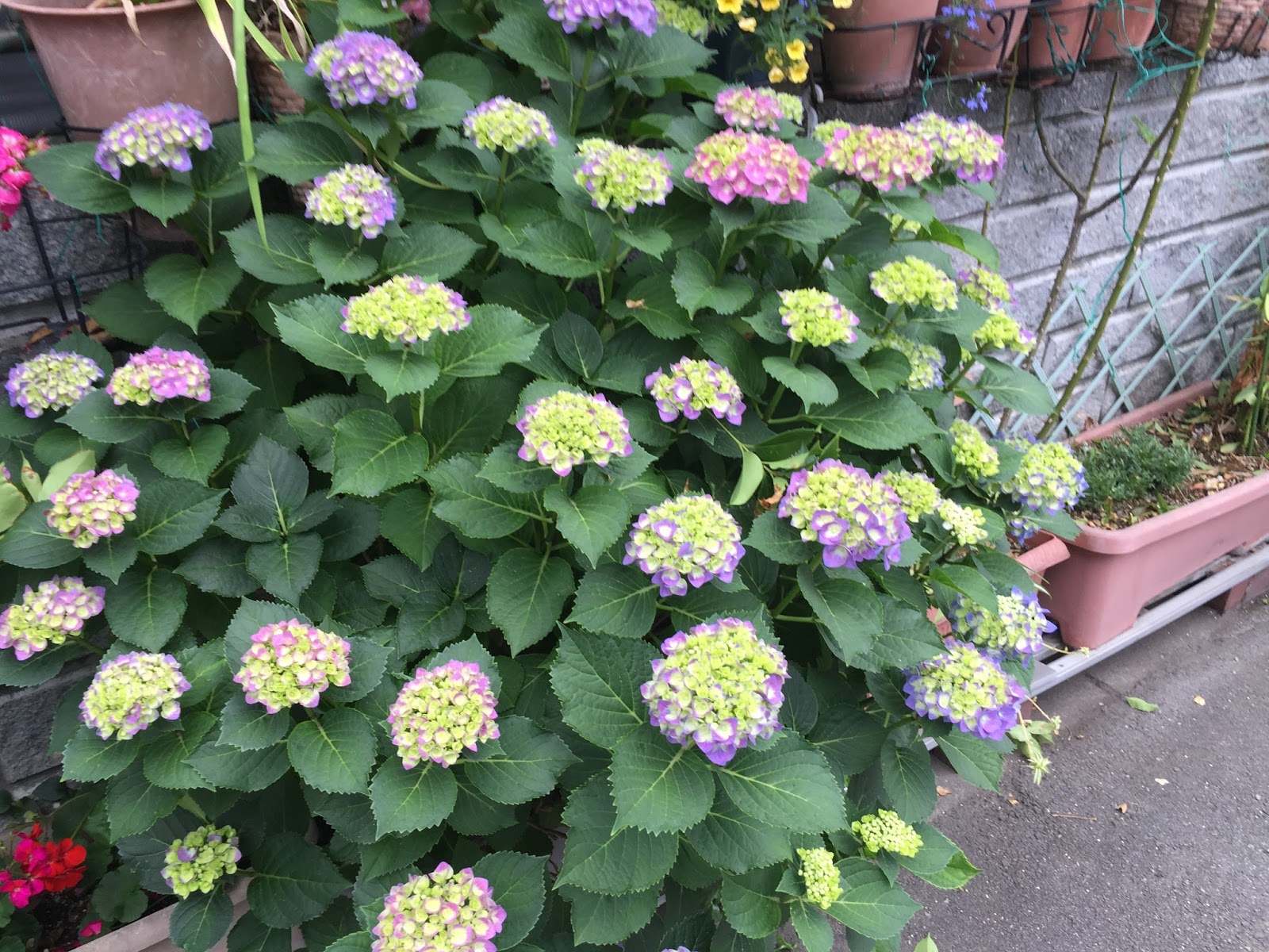 From The Garden Of Zen Ajisai Japanese Hydrangea Flowers Chojyu Ji