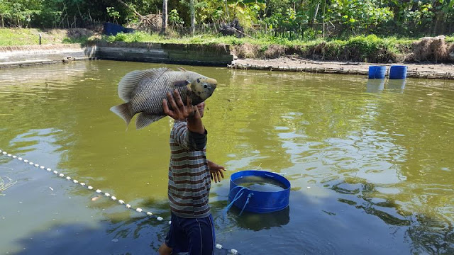 4 Tahapan Penting Dalam Perawatan Kolam Ikan Gurame Griya Arka Kendal