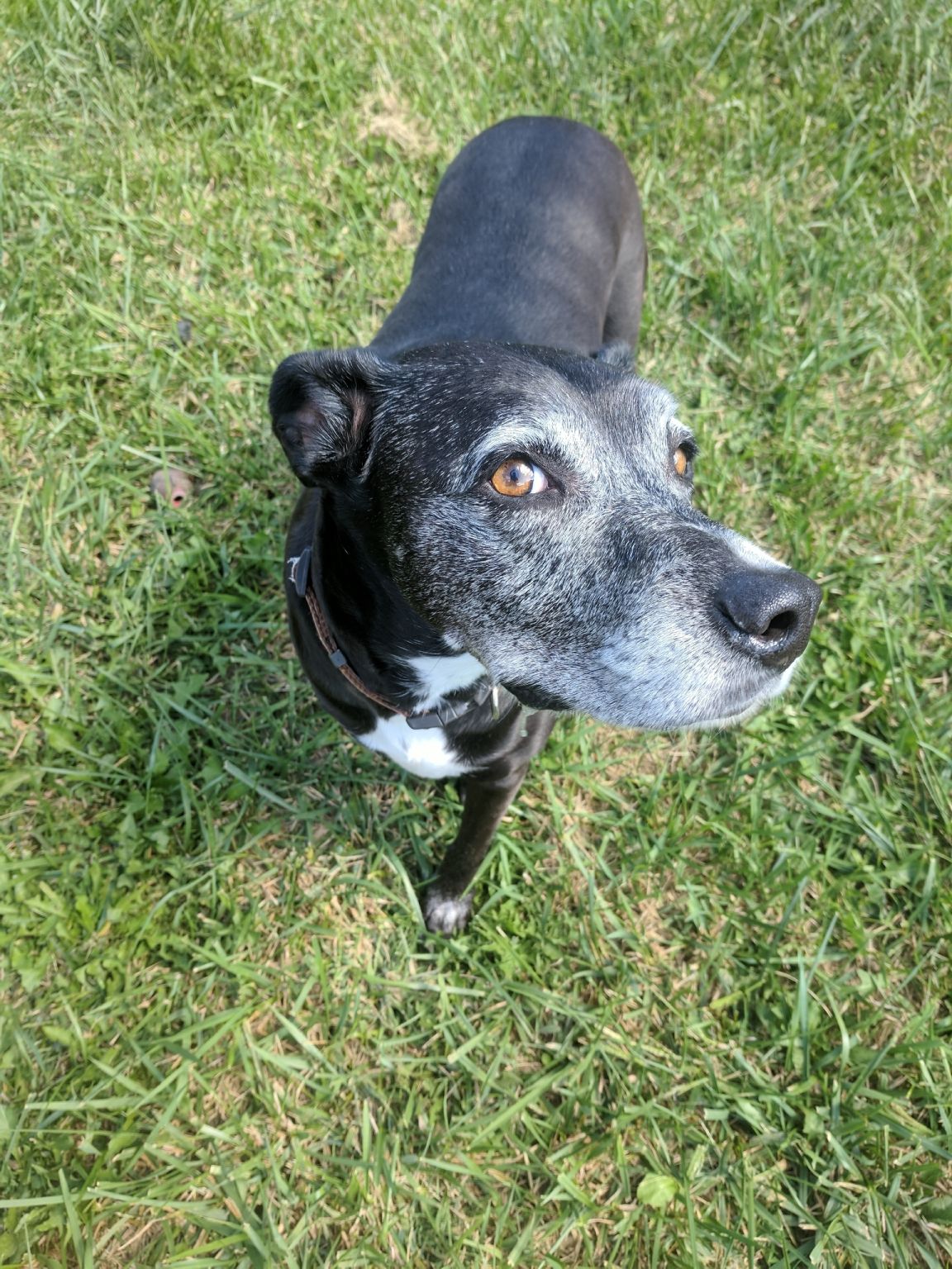 Service Review Pet Sitting The Food Hussy!