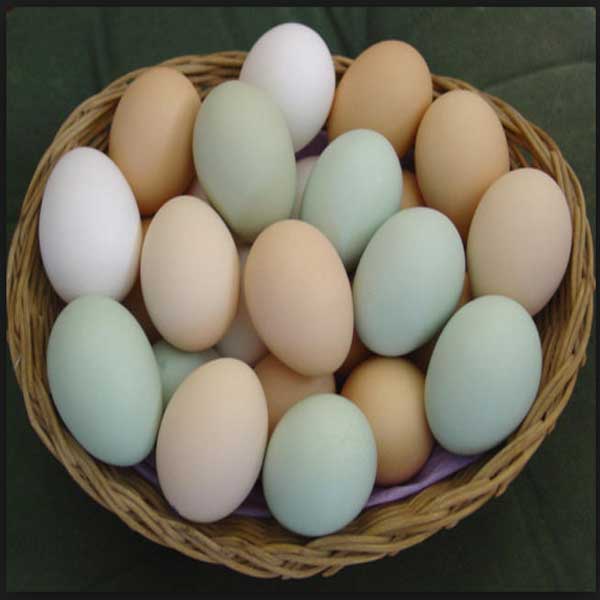 Manfaat Telur Bila Di Makan Tiap Pagi, Download Poster Manfaat Telur Bila Di Makan Tiap Pagi