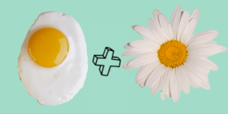 Eggs And Daisies