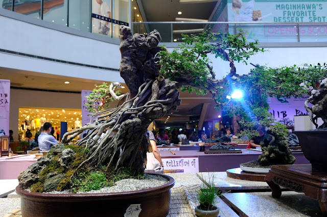 Blue bell bonsai